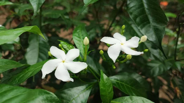 Jasmine Flower Mycket Vackra Blomväxter Färg Har Jasmine Odlat Prydnadsväxter — Stockfoto