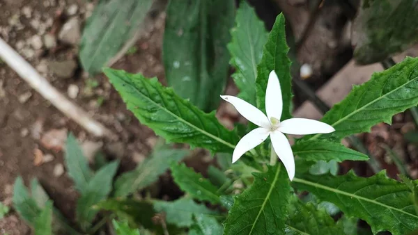 Longiflora Hippobroma Blume Ist Eine Sehr Schöne Blütenpflanze Für Den — Stockfoto