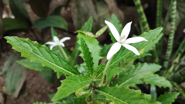 Longiflora Hippobroma Flor Uma Planta Muito Bonita Flor Para Cultivo — Fotografia de Stock