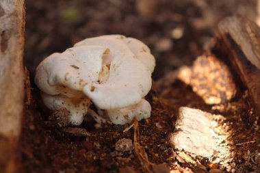 Ormanda yerde mantar