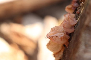 Tahta arka planda salyangoz