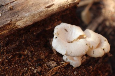 Ormanda beyaz mantarlar, mantarlar.