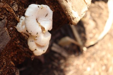 bir ağaç gövdesinde büyüyen mantar