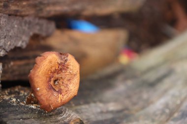 Güzel, kahverengi ve beyaz bir ahşabın yakın çekimi.