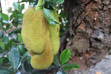 Ağaçta sarı ve yeşil meyveler.