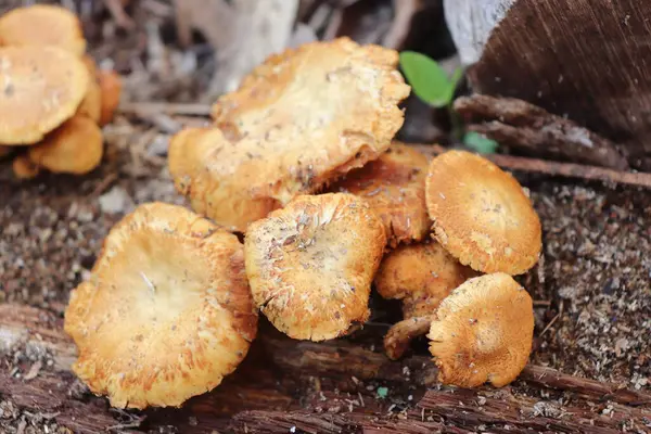 Ormanda yetişen kahverengi ve beyaz bir mantarın yakın plan çekimi.