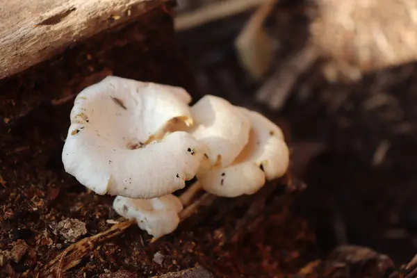 ormanda beyaz mantar