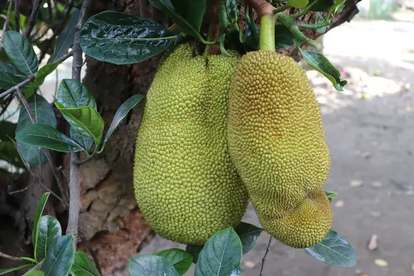 Ağaçta sarı ve yeşil meyveler.