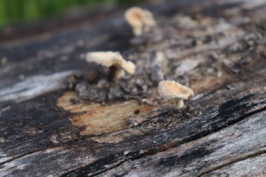 Ölü bir ağaç gövdesinin yosun ve yosunla yakın plan fotoğrafı.