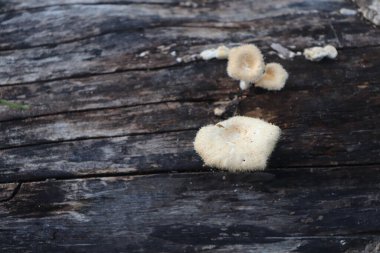 Ahşap arka planda kalp şeklinde mantar