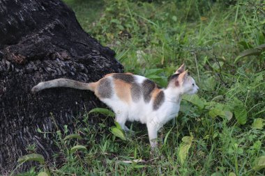Sokak kedileri çimlerin üzerinde