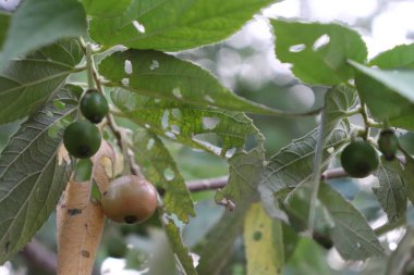 Yeşil ve kırmızı betel yaprakları ve meyveler