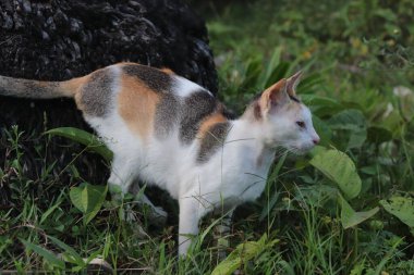 Sokak kedileri çimlerin üzerinde