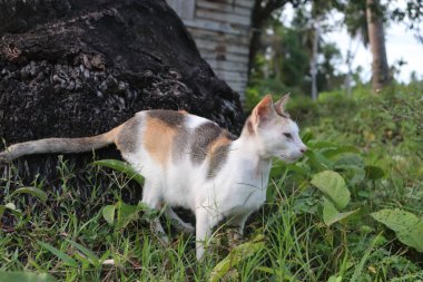 Sokak kedileri çimlerin üzerinde