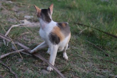 Sokak kedileri çimlerin üzerinde