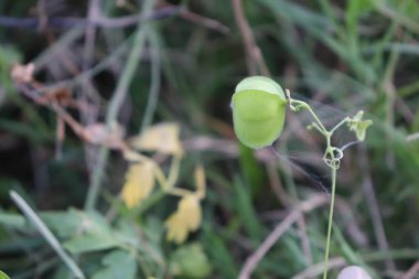 yeşil balon asma bitkileri ormana tırmanıyor.