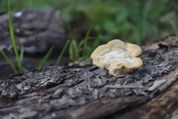 Ormanda sarı mantar