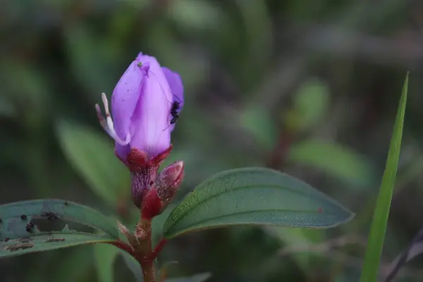 Mor melastoma bitkileri ormanda sürünüyor.