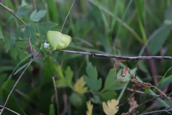 yeşil balon asma bitkileri ormana tırmanıyor.