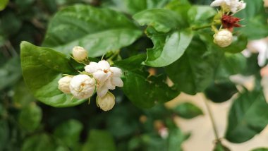 Bahçede beyaz çiçekler