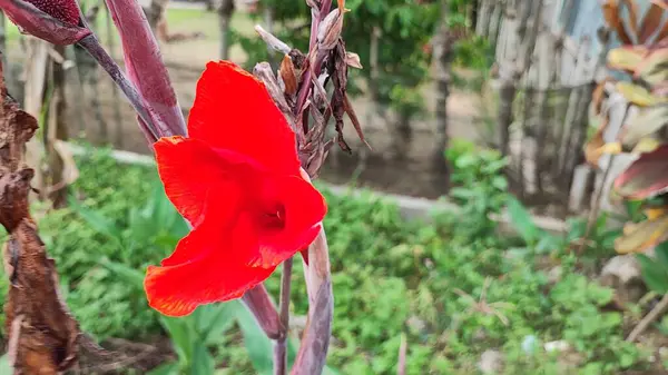 Bahçedeki güzel kırmızı konserve çiçekleri