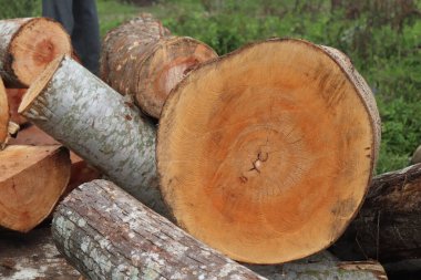 Sawmill ahşap kesilen ve bir kereste fabrikasında işlenmeye hazır ahşap anlamına gelir, daha sonra ahşap çeşitli aşamalarda işlenir istenilen boyutu, şekli ve şekli ile daha küçük ahşap parçalarına çevrilir