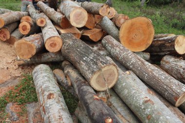 Sawmill ahşap kesilen ve bir kereste fabrikasında işlenmeye hazır ahşap anlamına gelir, daha sonra ahşap çeşitli aşamalarda işlenir istenilen boyutu, şekli ve şekli ile daha küçük ahşap parçalarına çevrilir