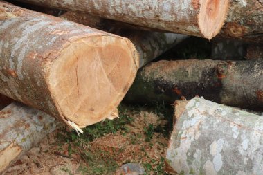 Sawmill ahşap kesilen ve bir kereste fabrikasında işlenmeye hazır ahşap anlamına gelir, daha sonra ahşap çeşitli aşamalarda işlenir istenilen boyutu, şekli ve şekli ile daha küçük ahşap parçalarına çevrilir