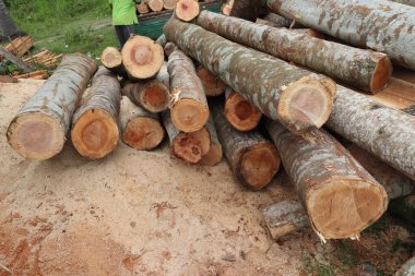 Sawmill ahşap kesilen ve bir kereste fabrikasında işlenmeye hazır ahşap anlamına gelir, daha sonra ahşap çeşitli aşamalarda işlenir istenilen boyutu, şekli ve şekli ile daha küçük ahşap parçalarına çevrilir