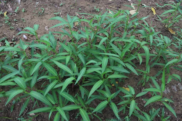 Kale, sulu ve nemli alanlarda yetişen bir sebzedir. Bilimsel adı Ipomoea Aquatica. Bu sebze Güneydoğu Asya 'da popülerdir ve sık sık geleneksel yemeklerde kullanılır..