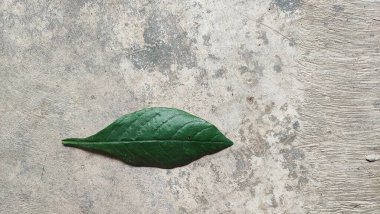 Yapraklar, bitkilerin şeker ve oksijen üretmek için güneş enerjisi, karbondioksit ve su kullandıkları ana fotosentez alanıdır. Yaprak hücrelerinde bulunan klorofil bu süreçte önemli bir rol oynar..