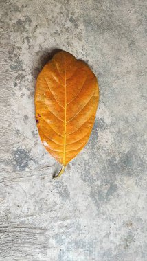 Yapraklar, bitkilerin şeker ve oksijen üretmek için güneş enerjisi, karbondioksit ve su kullandıkları ana fotosentez alanıdır. Yaprak hücrelerinde bulunan klorofil bu süreçte önemli bir rol oynar..