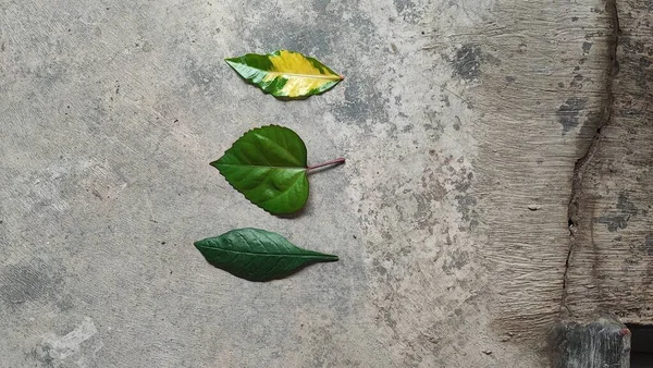 Листья Являются Основным Местом Фотосинтеза Процесс Котором Растения Используют Солнечную — стоковое фото