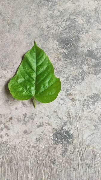 Blätter Sind Der Hauptstandort Der Photosynthese Bei Der Pflanzen Sonnenenergie — Stockfoto