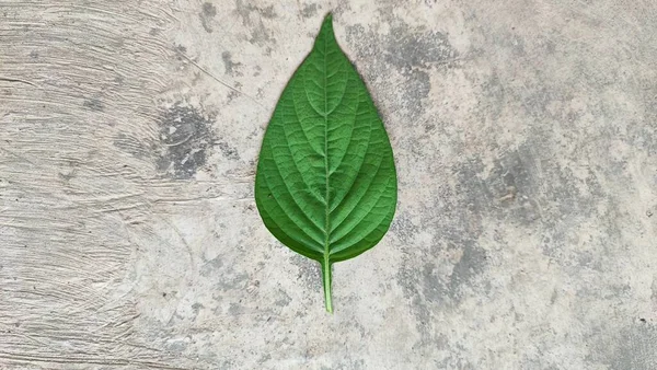Blätter Sind Der Hauptstandort Der Photosynthese Bei Der Pflanzen Sonnenenergie — Stockfoto