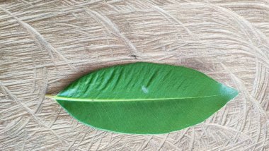 yeşil yaprak dokusu arkaplanı