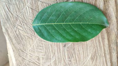 Yeşil yaprak dokusunu kapat