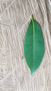 Doğa arka planında taze yeşil yaprağı kapat