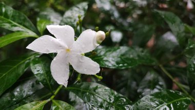 Bahçedeki beyaz çiçek