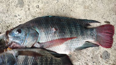 Tilapia balığı (Oreochromis mossambicus), Doğu ve Güney Afrika kökenli bir tatlı su balığıdır, ancak akvaryum balığı ve tüketici balığı olarak tutulduğu için dünyanın çeşitli bölgelerine yayılmıştır..