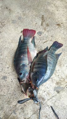 Tilapia balığı (Oreochromis mossambicus), Doğu ve Güney Afrika kökenli bir tatlı su balığıdır, ancak akvaryum balığı ve tüketici balığı olarak tutulduğu için dünyanın çeşitli bölgelerine yayılmıştır..