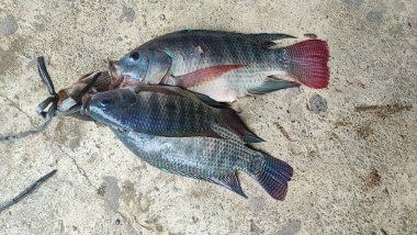 Tilapia balığı (Oreochromis mossambicus), Doğu ve Güney Afrika kökenli bir tatlı su balığıdır, ancak akvaryum balığı ve tüketici balığı olarak tutulduğu için dünyanın çeşitli bölgelerine yayılmıştır..
