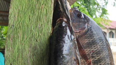 Tilapia balığı (Oreochromis mossambicus), Doğu ve Güney Afrika kökenli bir tatlı su balığıdır, ancak akvaryum balığı ve tüketici balığı olarak tutulduğu için dünyanın çeşitli bölgelerine yayılmıştır..