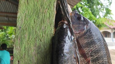 Tilapia balığı (Oreochromis mossambicus), Doğu ve Güney Afrika kökenli bir tatlı su balığıdır, ancak akvaryum balığı ve tüketici balığı olarak tutulduğu için dünyanın çeşitli bölgelerine yayılmıştır..