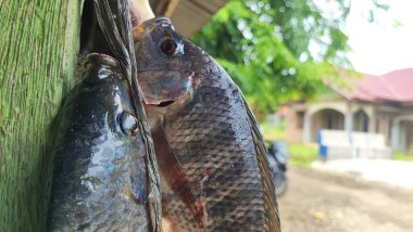 Tilapia balığı (Oreochromis mossambicus), Doğu ve Güney Afrika kökenli bir tatlı su balığıdır, ancak akvaryum balığı ve tüketici balığı olarak tutulduğu için dünyanın çeşitli bölgelerine yayılmıştır..