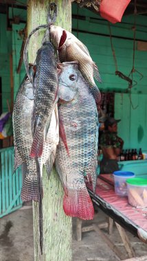 Tilapia balığı (Oreochromis mossambicus), Doğu ve Güney Afrika kökenli bir tatlı su balığıdır, ancak akvaryum balığı ve tüketici balığı olarak tutulduğu için dünyanın çeşitli bölgelerine yayılmıştır..