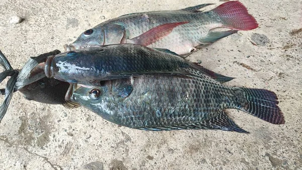 Tilapia balığı (Oreochromis mossambicus), Doğu ve Güney Afrika kökenli bir tatlı su balığıdır, ancak akvaryum balığı ve tüketici balığı olarak tutulduğu için dünyanın çeşitli bölgelerine yayılmıştır..