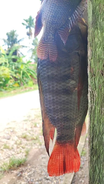 stock image The tilapia fish (Oreochromis mossambicus) is a type of freshwater fish that originated in East and southern Africa, but has spread to various regions of the world because it is kept as aquarium fish and consumer fish.