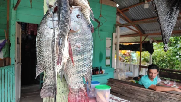 Tilapia balığı (Oreochromis mossambicus), Doğu ve Güney Afrika kökenli bir tatlı su balığıdır, ancak akvaryum balığı ve tüketici balığı olarak tutulduğu için dünyanın çeşitli bölgelerine yayılmıştır..