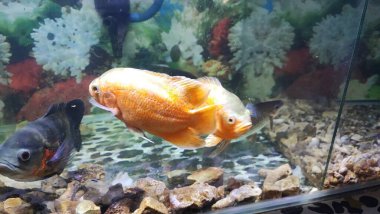 Akvaryum balıkları akvaryumlarda ya da yapay su kaplarında saklanan balıklardır. Evde ya da akvaryum ortamında tutmak için popüler hayvanlardır..